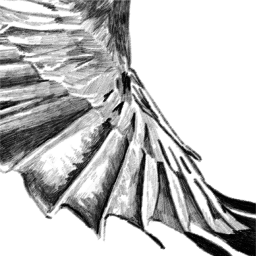 Stellar Jay